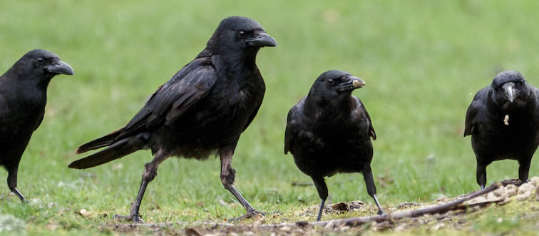 Quick — what is the chilling collective noun used for a group of crows?