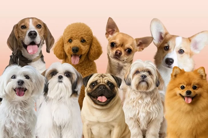 Only True Dog Lovers Can Name These Dog Breeds by Sight